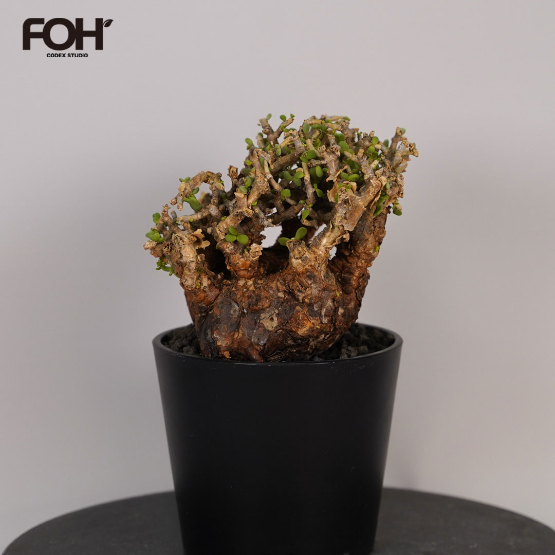 楽天市場】コーデックス：ケラリア ピグマエア 大株*葉幅10cm 現品