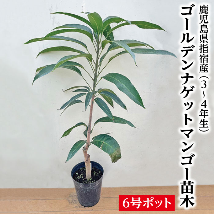 楽天市場】【ナンドクマイマンゴー苗木1本 3〜4年生 6号ポット苗