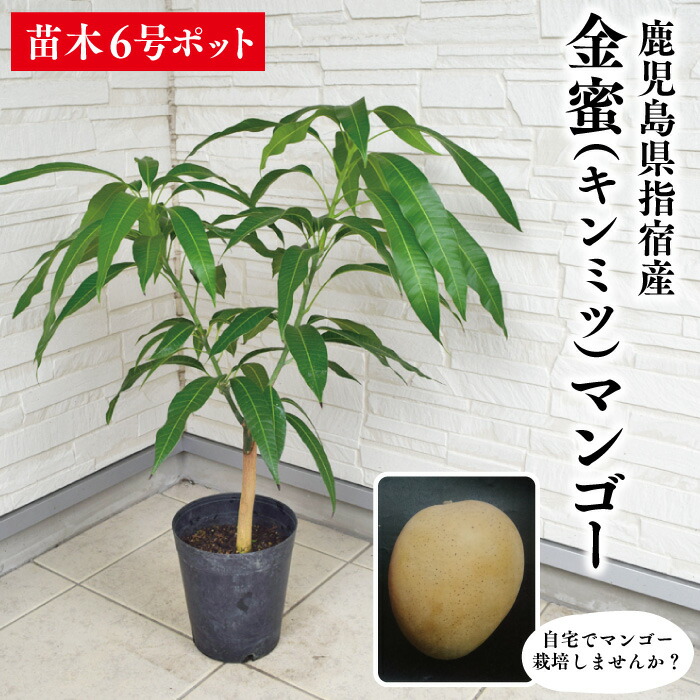 楽天市場】【鹿児島県 指宿産 アップルマンゴー苗木 アーウィン種 3〜4
