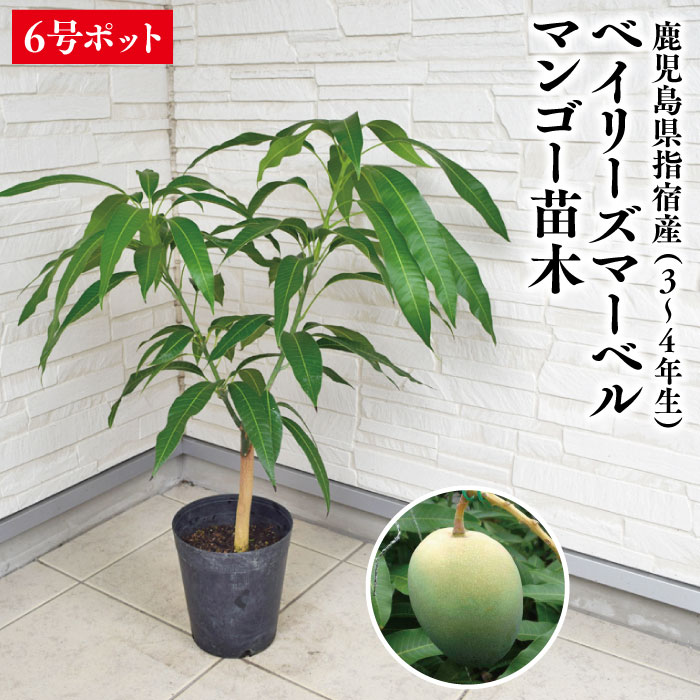 楽天市場】【鹿児島県 指宿産 金蜜（キンミツ）マンゴー 苗木1本 3〜4