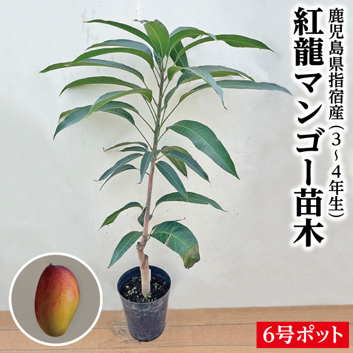 楽天市場】【鹿児島県 指宿産 キーツマンゴー苗木1本 3〜4年生 6号