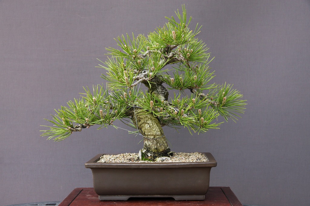 楽天市場】(株)一樹園 糸魚川真柏 貴風盆栽 樹齢18年 : 一樹園