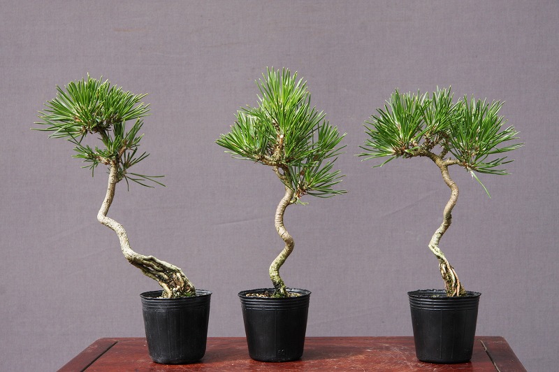 楽天市場】（株）一樹園 糸魚川真柏 小品盆栽／樹齢5年 : 一樹園