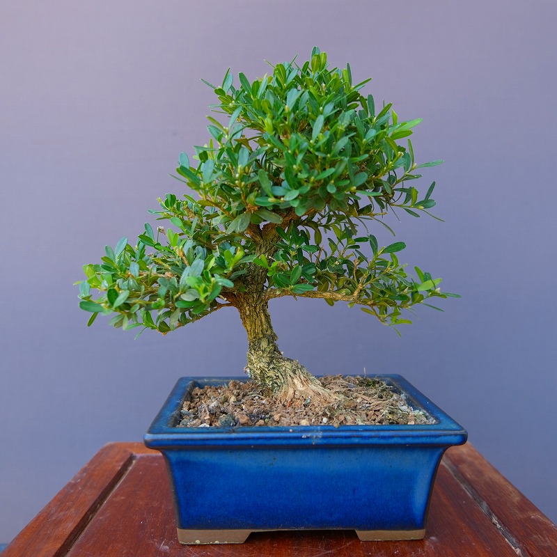 楽天市場】（株）一樹園 皐月【 如峰山 】 小品盆栽／樹齢25年 : 一樹園