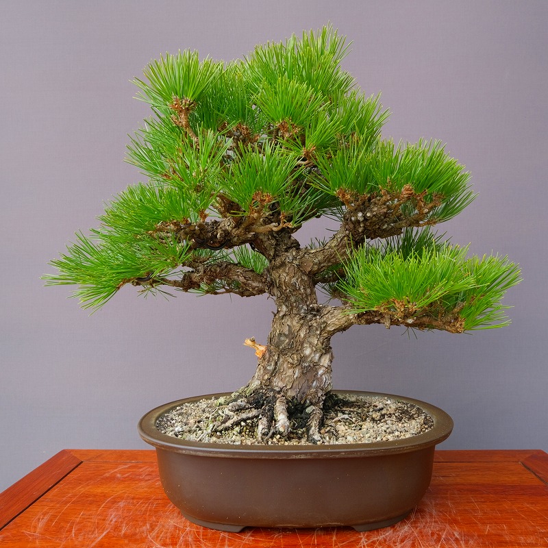 楽天市場】（株）一樹園 赤松 中品盆栽／樹齢40年 : 一樹園