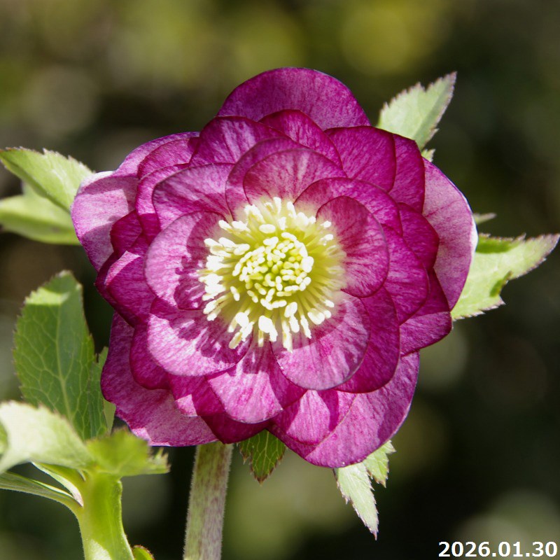 楽天市場】【30%OFFクーポン対象】【現品No.1110】クリスマスローズ