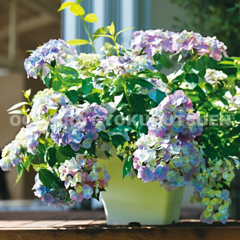 楽天市場】アジサイ ラグランジア オーロランジュ 3.5号鉢 ガク