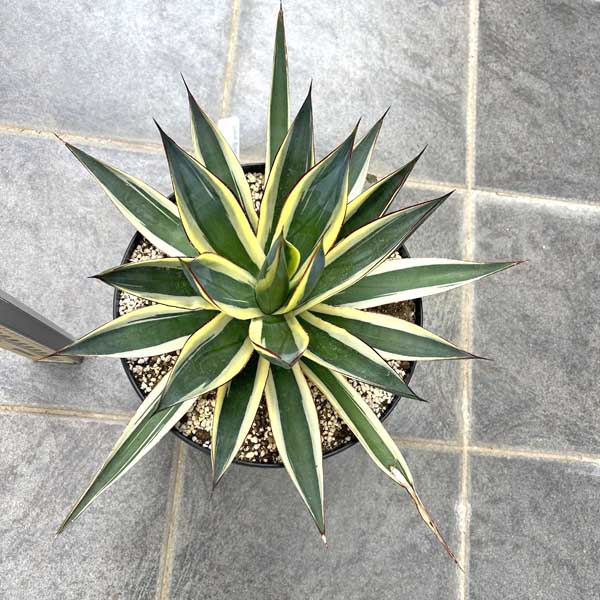 楽天市場】アガベ ブルーグロー お祝 新築祝い 開店祝い 記念樹 ドライ