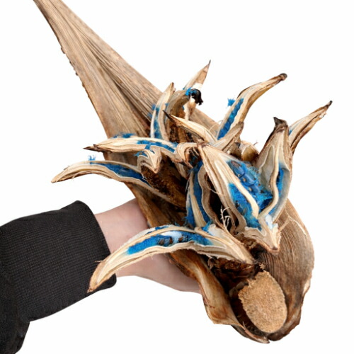 楽天市場】希少品 タビビトノキノタネ ミニボトル入 石垣島産の旅人の