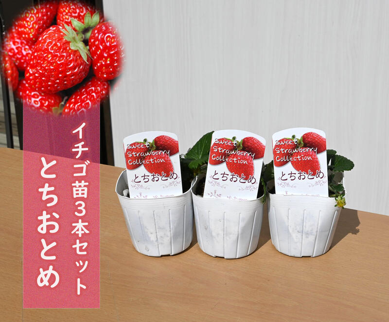 楽天市場】2026年いちご 苗 とちおとめ イチゴ 苺 プランターで育てる