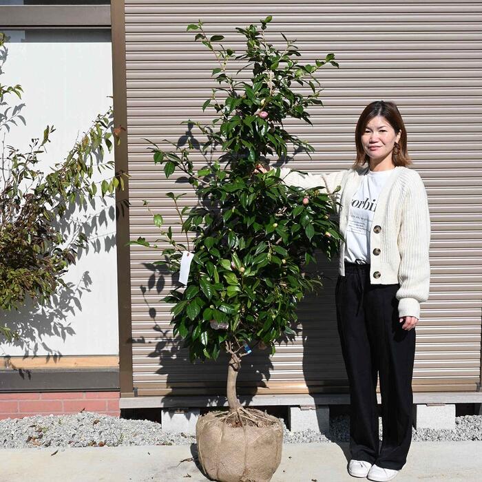 楽天市場】椿庭木絵日傘椿 ツバキ 大苗 樹齢約20年 : 園芸百貨店