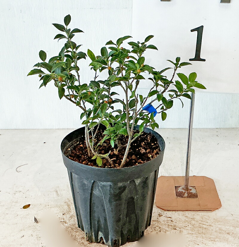 楽天市場】クロモジ 高さ約0.5m（鉢底から) 【サンプル画像】 同等品の