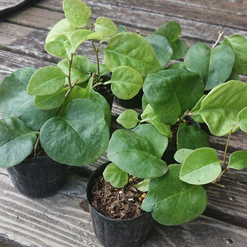 楽天市場】おかわかめ苗 雲南わかめそう 9cmポット オカワカメ 野菜苗