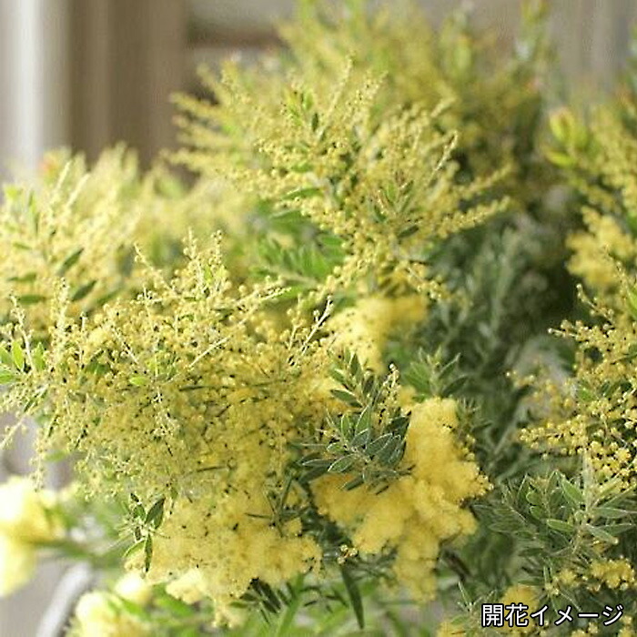 楽天市場】クレマチス 苗 マクロペタラウェッセルトン アトラゲネ系