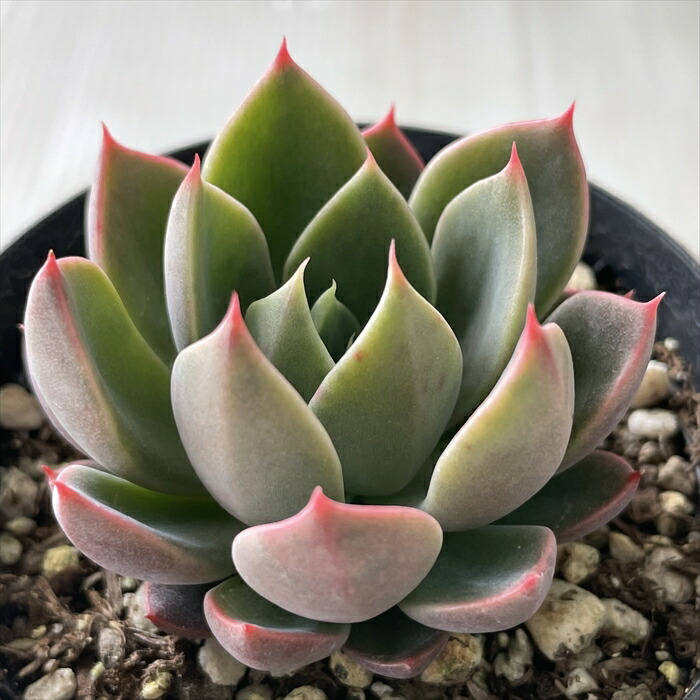 楽天市場】多肉植物 yukエケベリア ザラゴーサspノバ 多肉植物 優木園