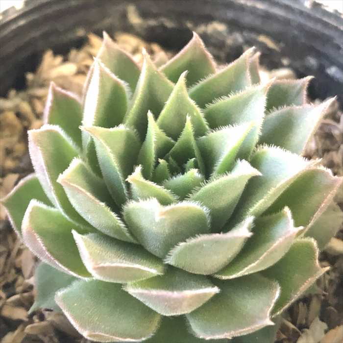 楽天市場】多肉植物 sw石蓮花 食べれる多肉植物 セキレンカ 血糖値低下