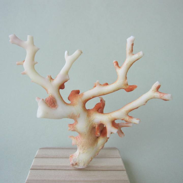 楽天市場】『宝石珊瑚の原石』白珊瑚の原木 拝見 置き物 『宝石サンゴ