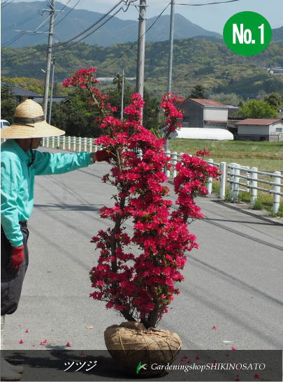 楽天市場】2025.3月開花中ツツジ 