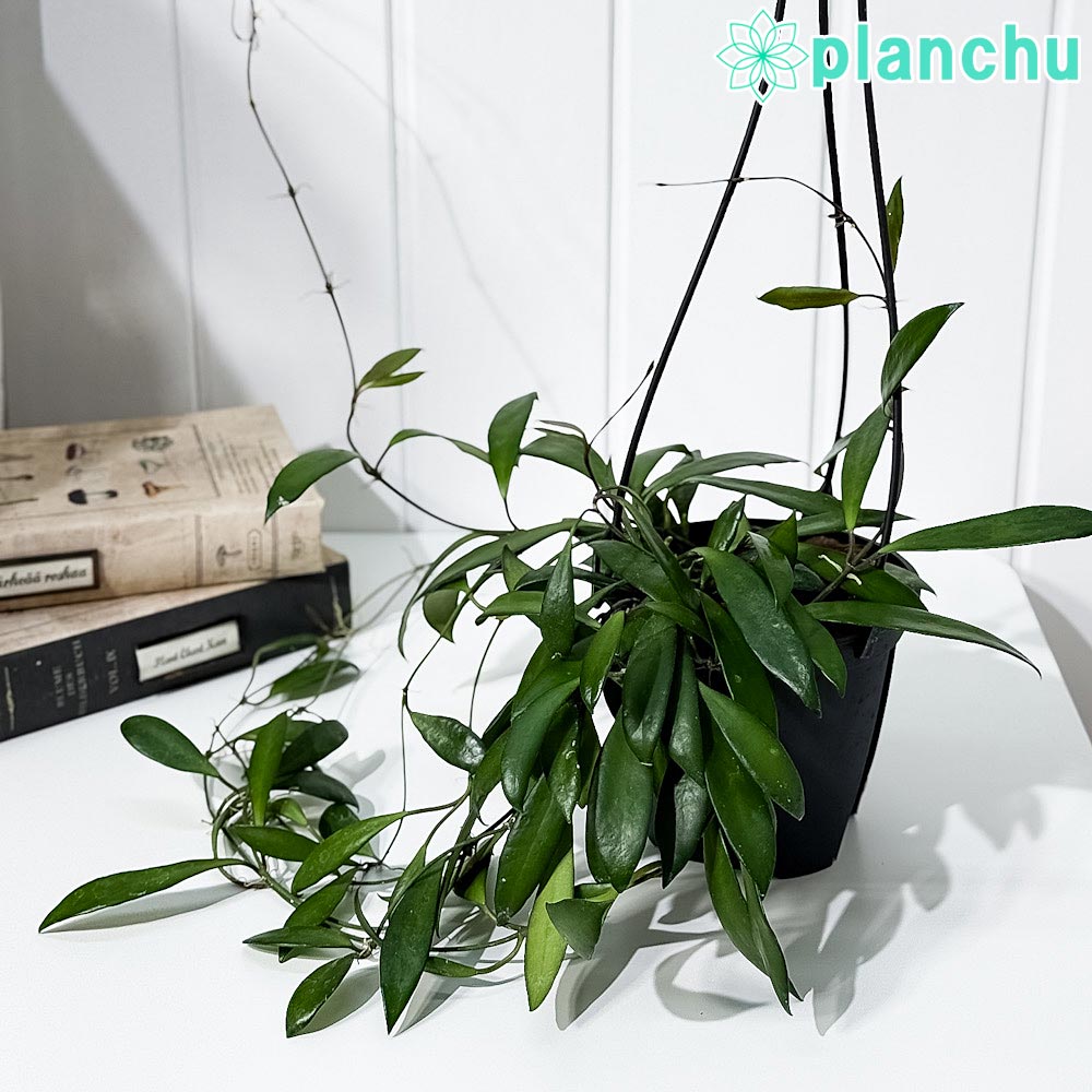 楽天市場】PLANCHU 観葉植物 ホヤ シギラティス 4号吊り鉢 育て方説明