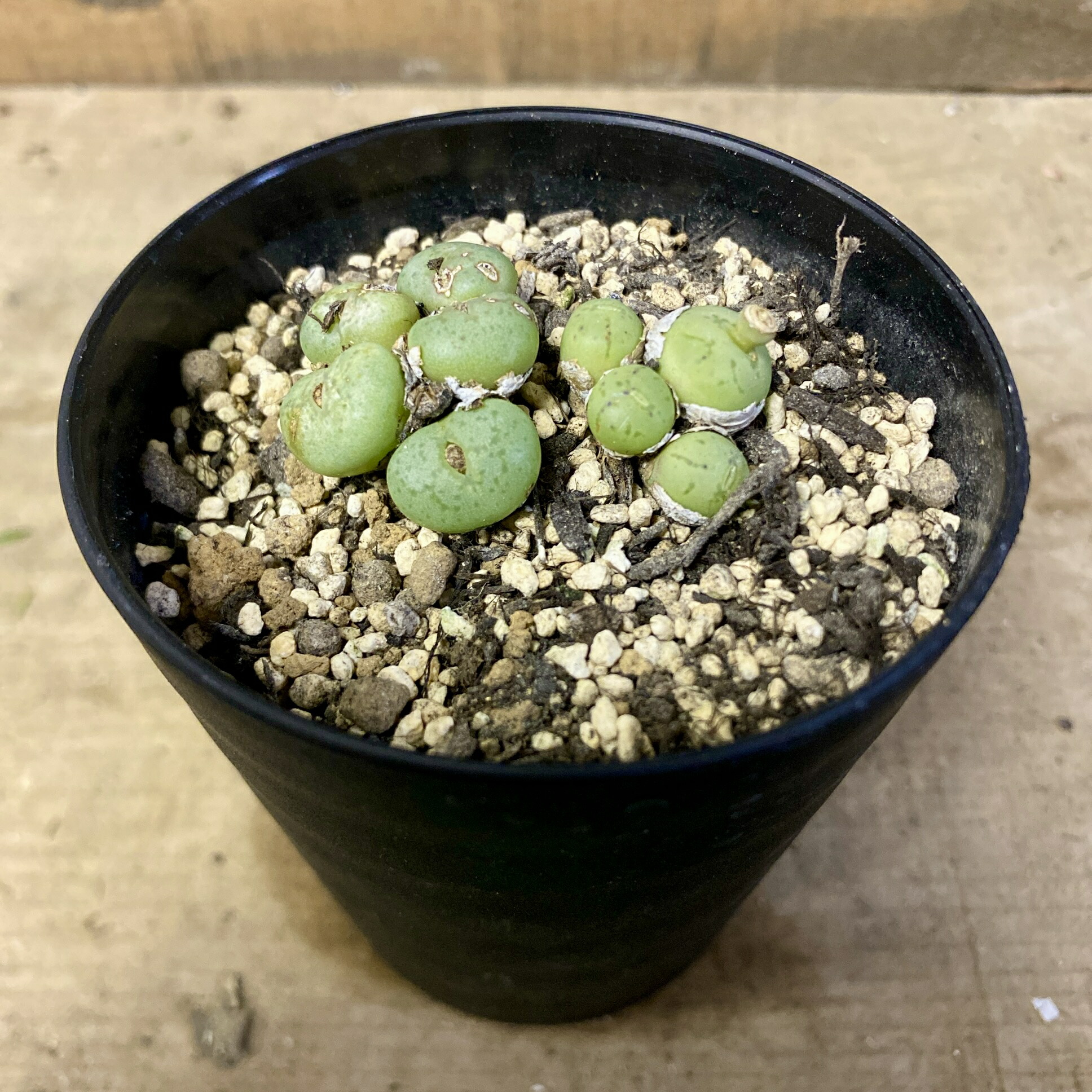 楽天市場】多肉植物 コノフィツム オブコルデルム 実生 2.5号(個体