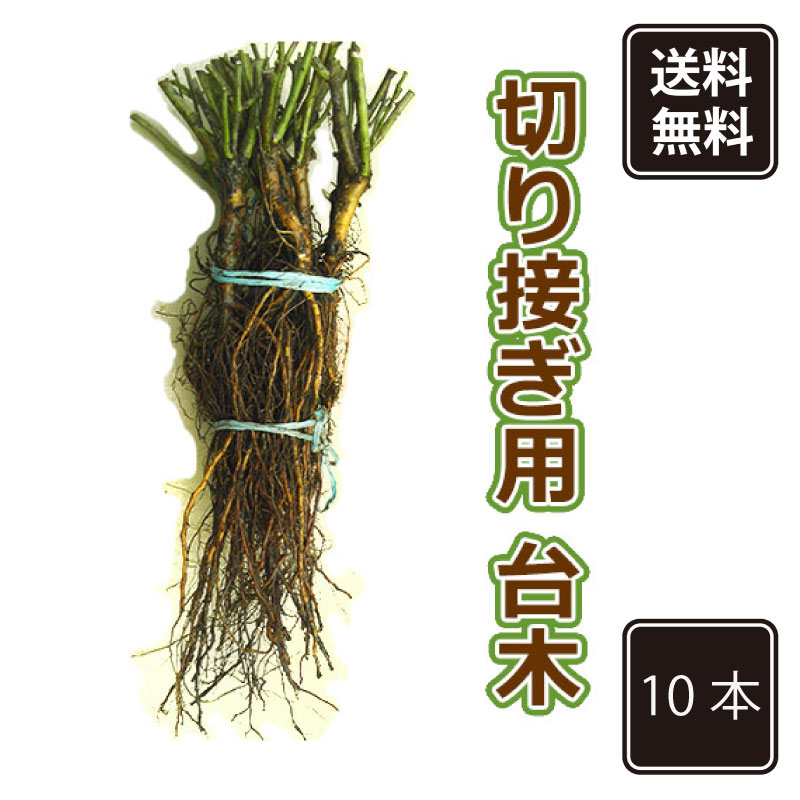 楽天市場】☆スーパーSALE30%OFF☆ 《国産Aグレード品 バラ切り接ぎ用