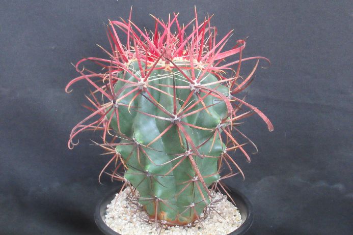 楽天市場】サボテン：フェロカクタス 神仙玉 南方形*幅16cm 現品