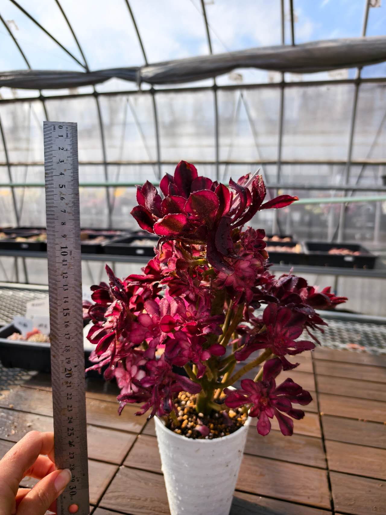 厳選‼️アエオニウム シャネルレインボー 七彩ハーフ顔 株ごと 巨大株