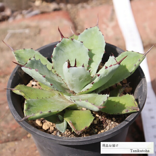 楽天市場】タニクショクブツ 多肉植物 レア品種 アガベ スーパー