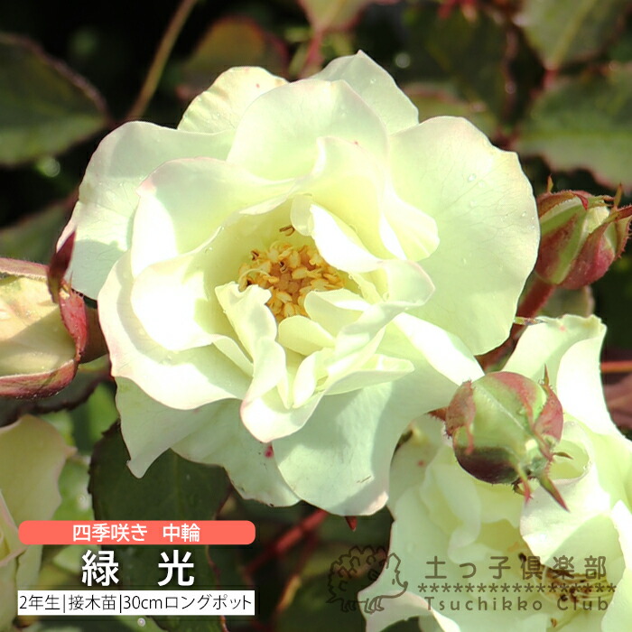楽天市場】薔薇 苗 四季咲き中輪B 2年生 接ぎ木苗 【 2個セット