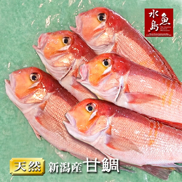 楽天市場】新潟産 天然 甘鯛 アマダイ（グジ）800〜899g（生冷凍