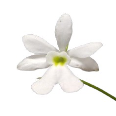 楽天市場】【花なし株】 デンドロビューム マローンスター