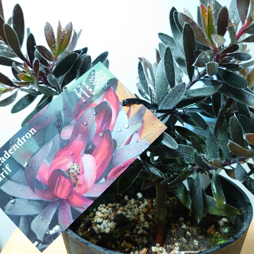 楽天市場】プロテア【アークティックアイス】1本立ち オージープランツ