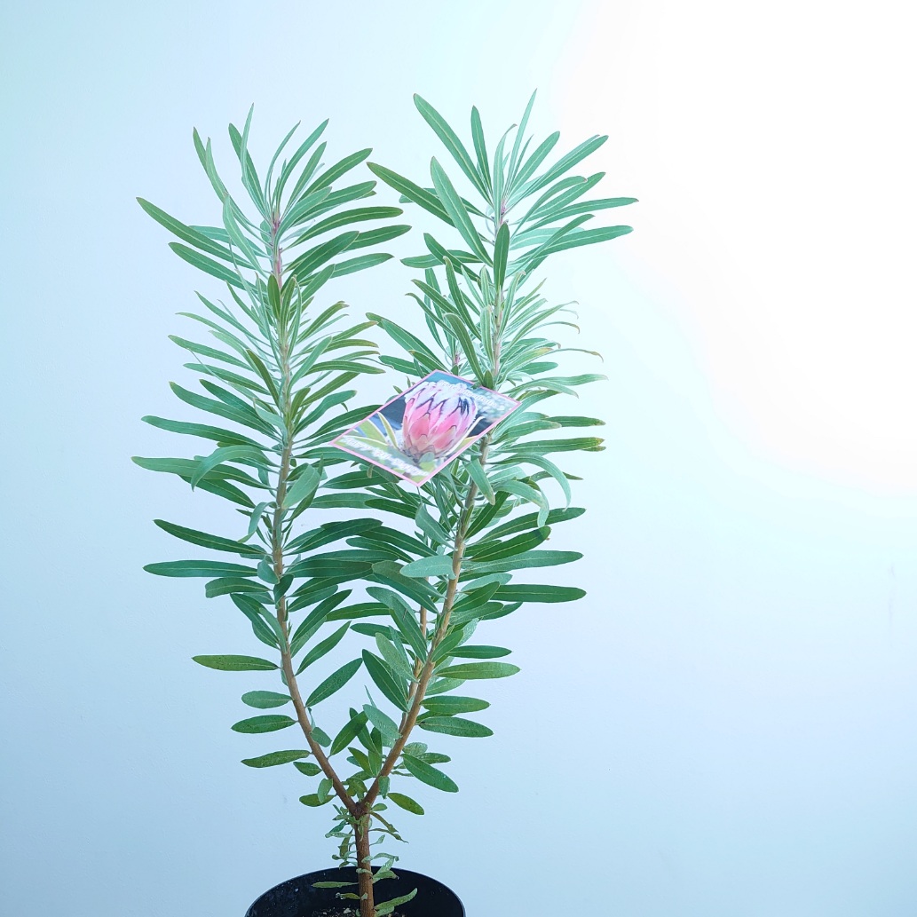 楽天市場】プロテア【アークティックアイス】1本立ち オージープランツ