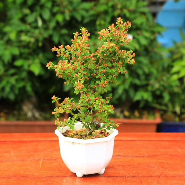 楽天市場】苗：斑入りひいらぎ 五色ひいらぎ*ヒイラギ 柊 : 遊恵盆栽