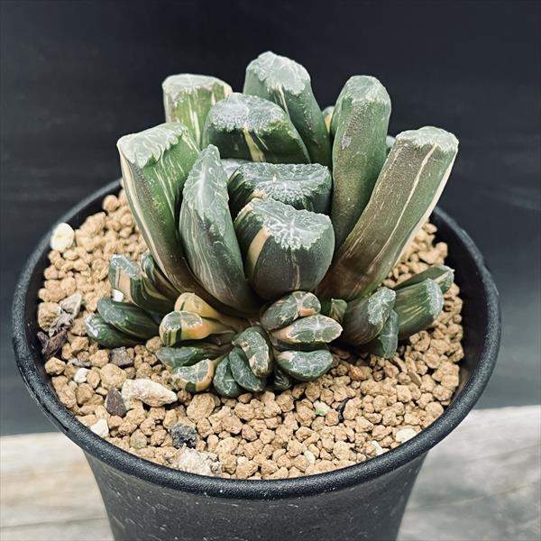 楽天市場】多肉植物：ハオルチア 鮮明黄色斑 万象錦*幅6cm 現品 一品