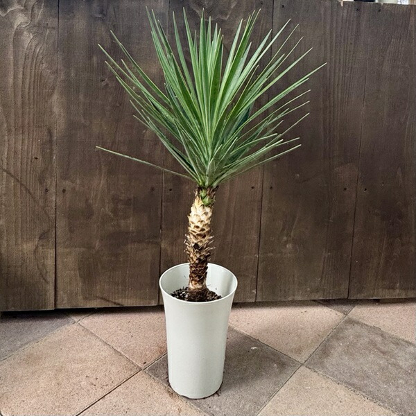 楽天市場】おしゃれ 観葉植物：ユッカ デスメティアーナ*白プラ鉢 現品