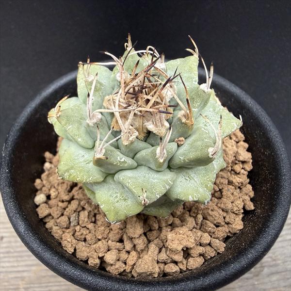 楽天市場】サボテン：アリオカルプス 村主モンスト花牡丹の実生*幅