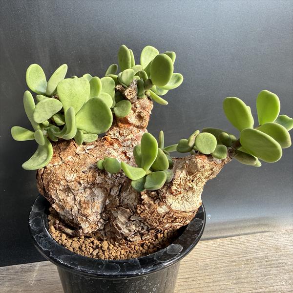 楽天市場】コーデックス：ケラリア ピグマエア 大株*葉幅10cm 現品