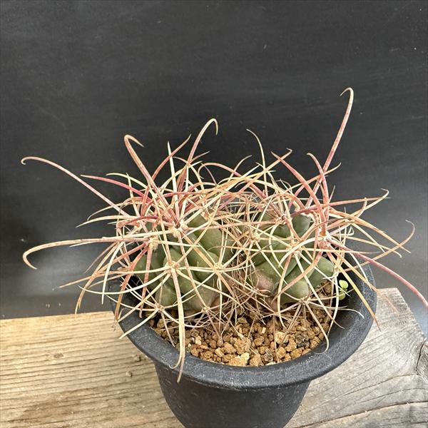 楽天市場】サボテン：フェロカクタス 神仙玉 南方形*幅16cm 現品