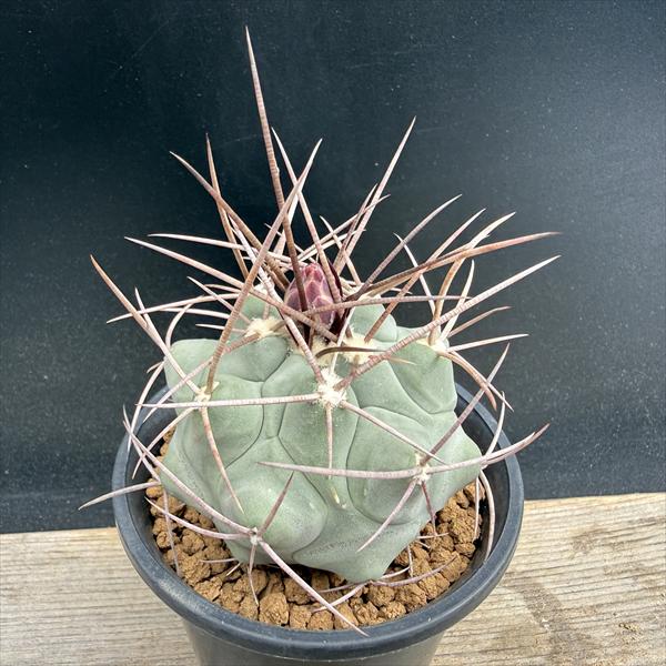 楽天市場】サボテン：フェロカクタス 王冠竜*幅16cm 現品！一品限り
