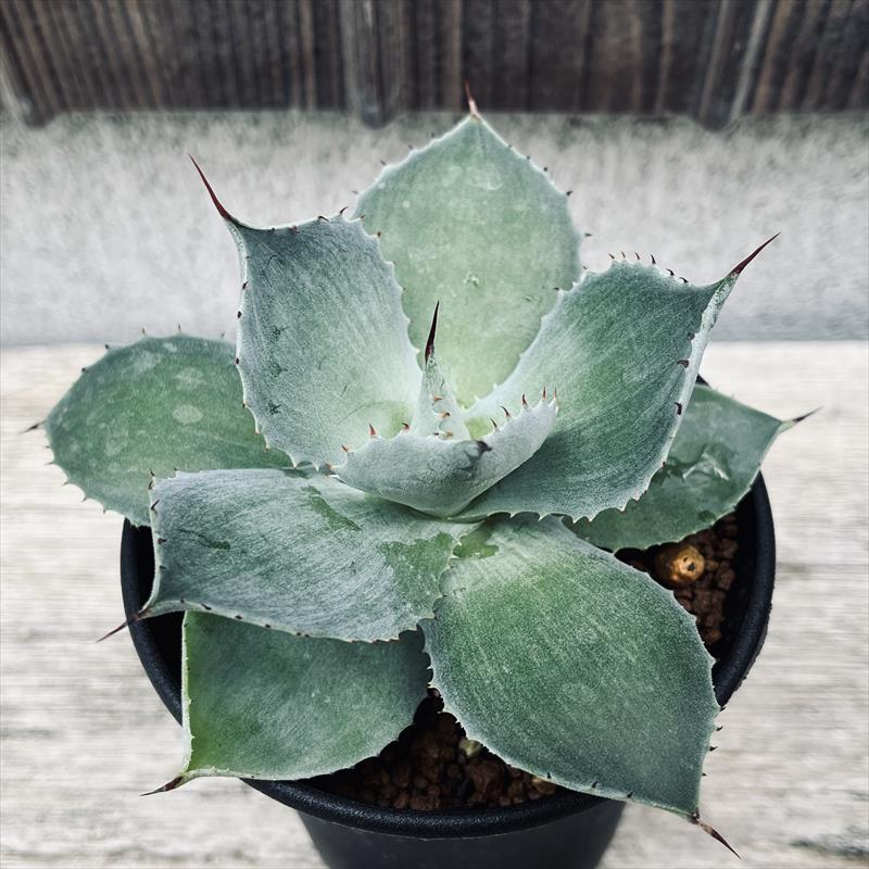 楽天市場】多肉植物：アガベ 笹の雪錦 黄覆輪*L 幅18cm : 遊恵盆栽