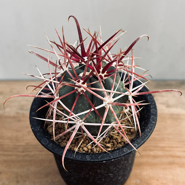 楽天市場】サボテン：フェロカクタス 神仙玉 南方形*幅16cm 現品