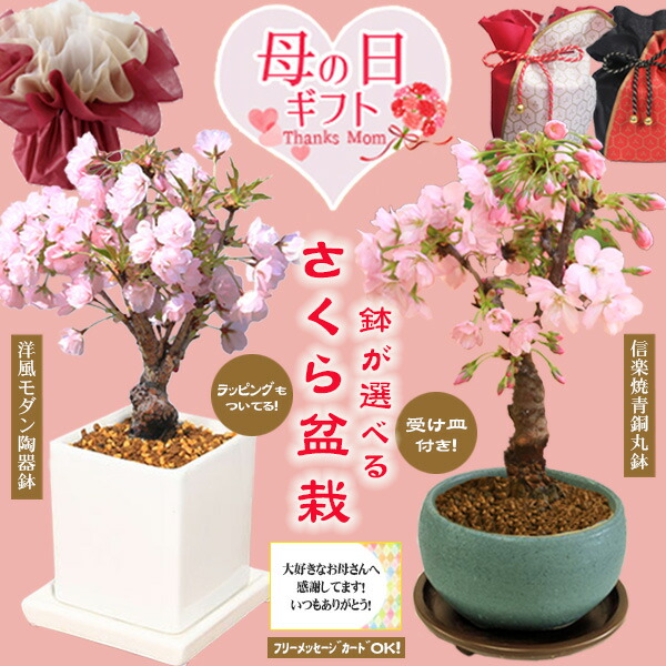 楽天市場】ミニ盆栽 ：富士桜淋宝（信楽花型小鉢）*【2024年春開花】苔