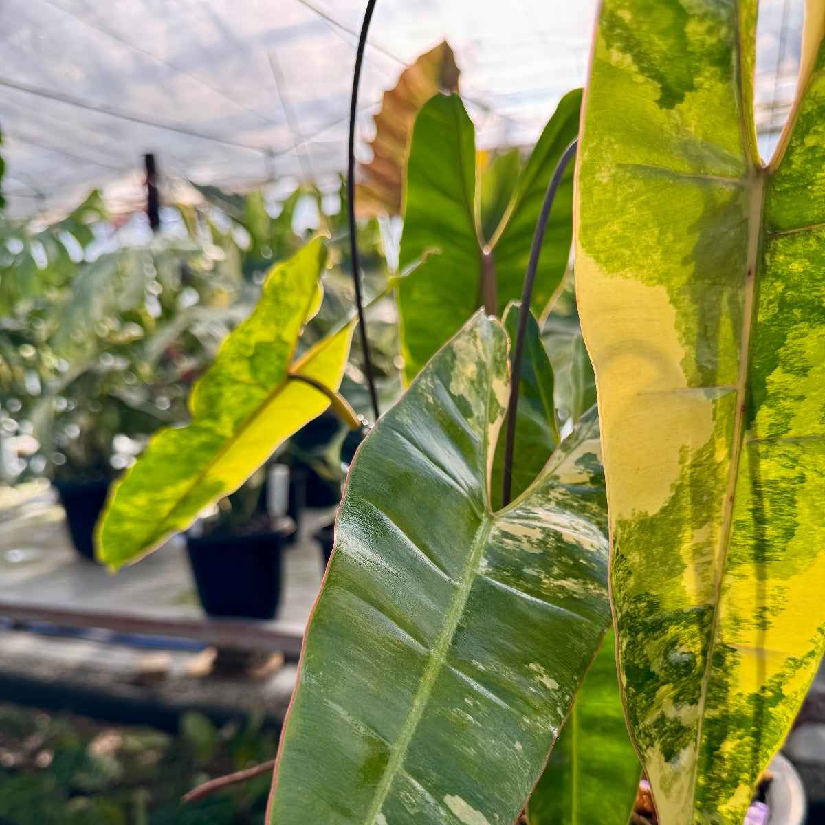 コレクション】フィロデンドロン・ビレッティア 斑入り 親株サイズ