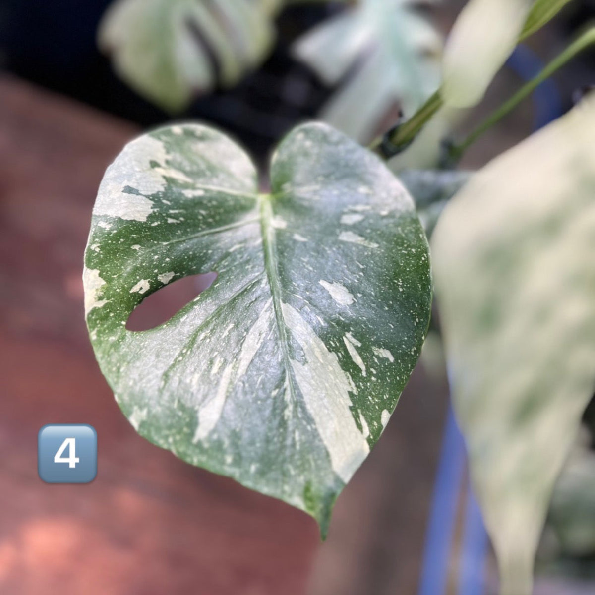 希少】モンステラ・デリシオーサ 'タイコンステレーション【スター