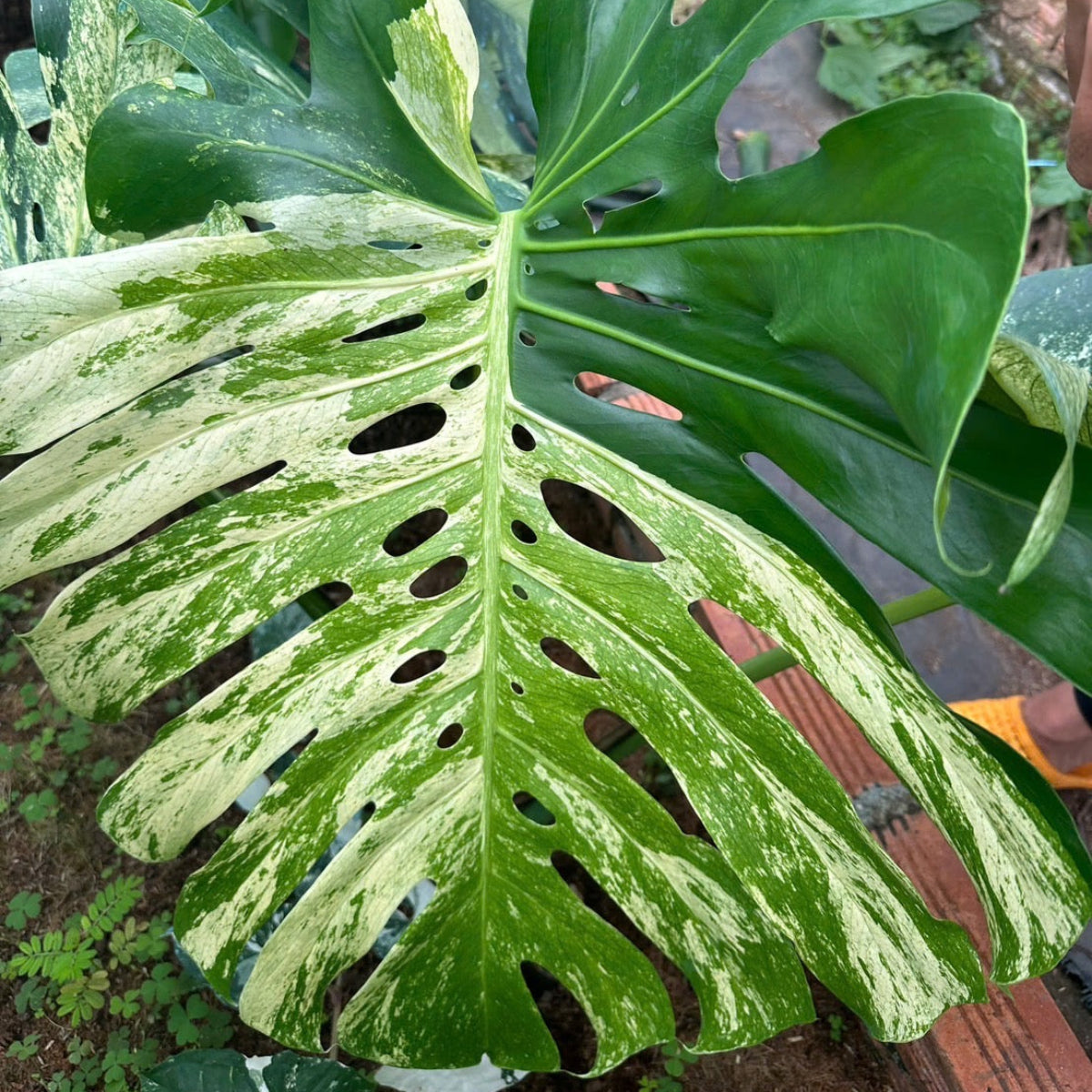 限定2株/シロウト園芸選抜】モンステラ デリシオーサ 'ミント 斑入り'2