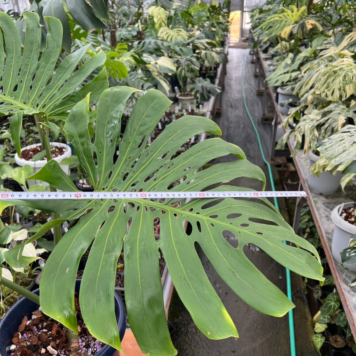 コレクション】モンステラ デリシオーサ 'マクロコズム'親株 – RARE