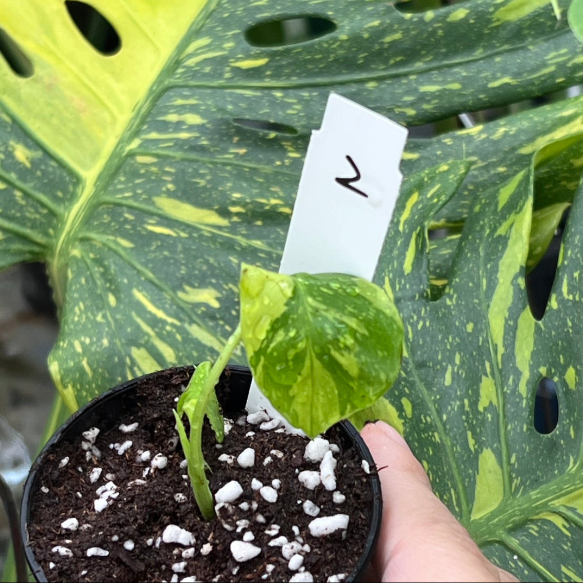 希少】モンステラ デリシオーサ 'エレクトロライト' – RARE PLANTS