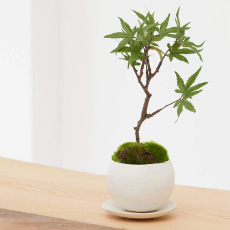 モミジ CUPBON 盆栽(フェイクグリーン) | リグナテラス東京 | リグナ