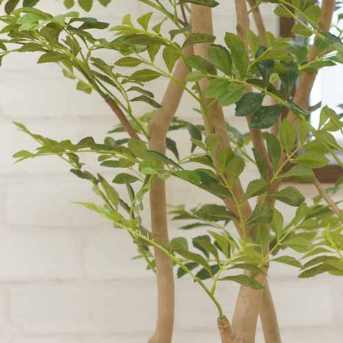 酸化チタン光触媒 アートゴールデンツリー H180 | グリーンヒーリング